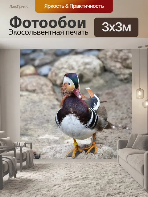 Фотообои Животное