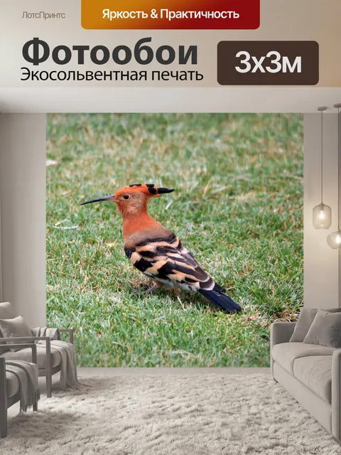 Фотообои удод птица