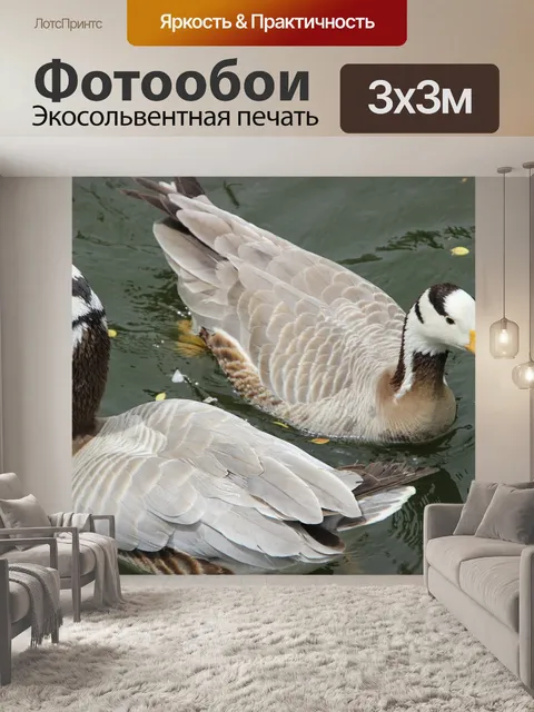 Фотообои Гуси