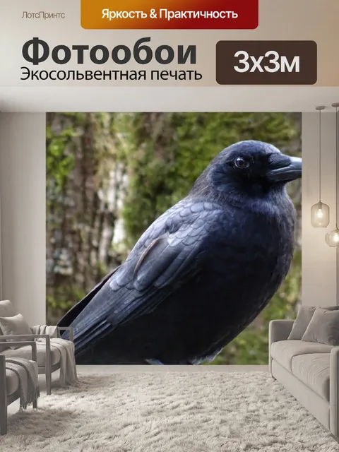 Фотообои Ворона крупным планом 2