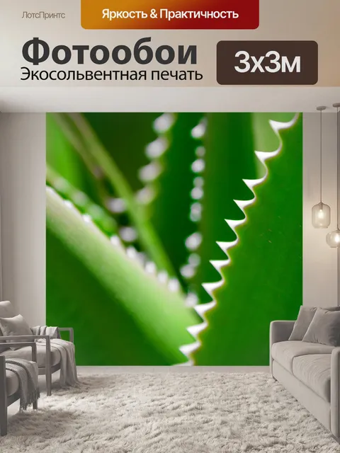 Фотообои Листья алоэ вера
