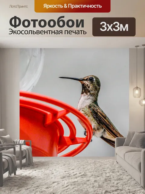 Фотообои Колибри Расположенный на податчик