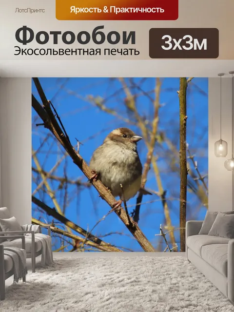 Фотообои Птица