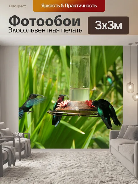 Фотообои Колибри