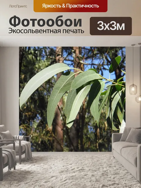 Фотообои Эвкалипт
