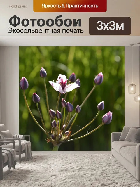 Фотообои Цветы
