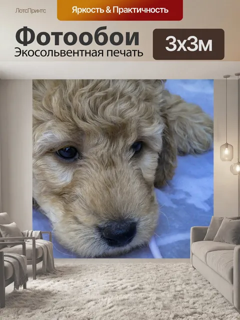 Фотообои Золотой Щенок Щенка