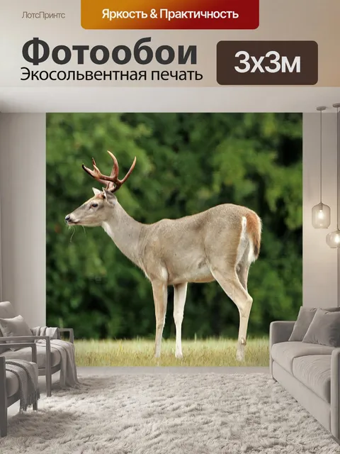 Фотообои Белый хвост Бак-олень крупным планом