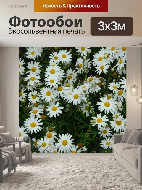 Фотообои Белый Дэйзи цветы
