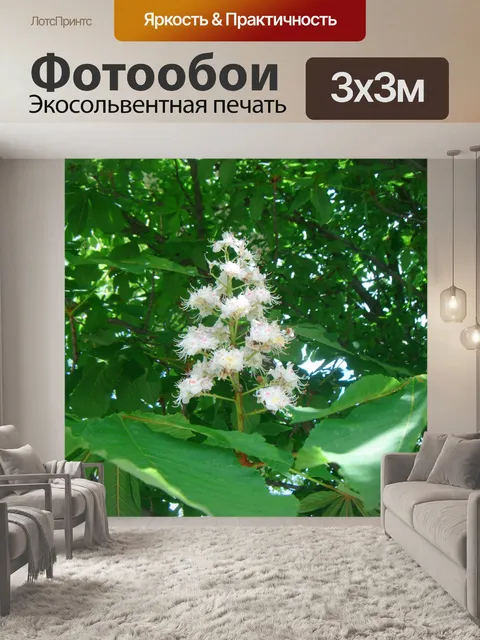 Фотообои Конского каштана цветок