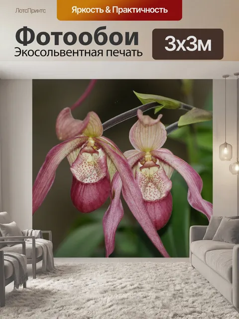 Фотообои Орхидеи