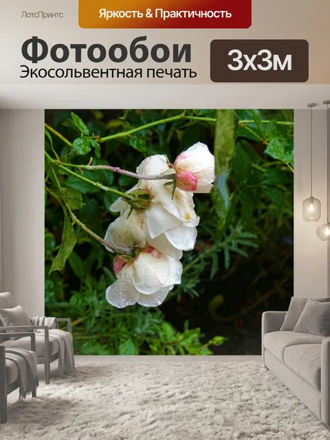 Фотообои Белые розы