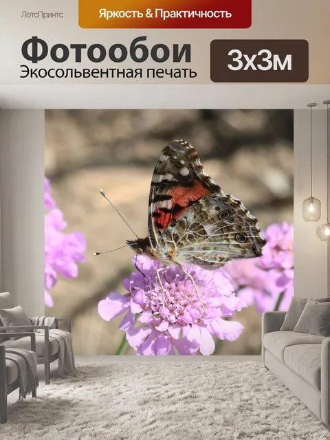 Фотообои Американская леди бабочка на цветке 4