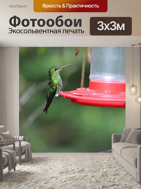 Фотообои Коста-Рика Колибри