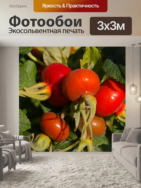 Фотообои Дикая роза