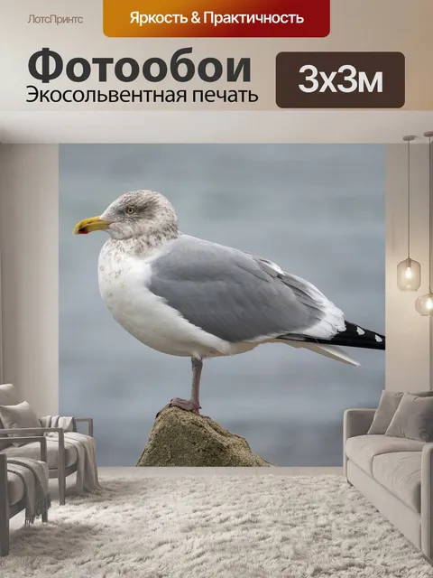 Фотообои Чайка