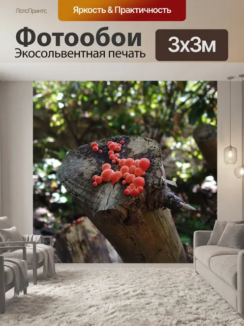 Фотообои Гриб