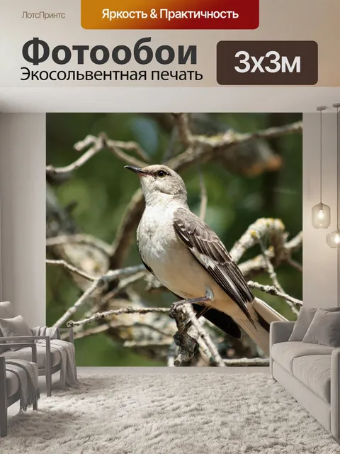 Фотообои Гордая пересмешница