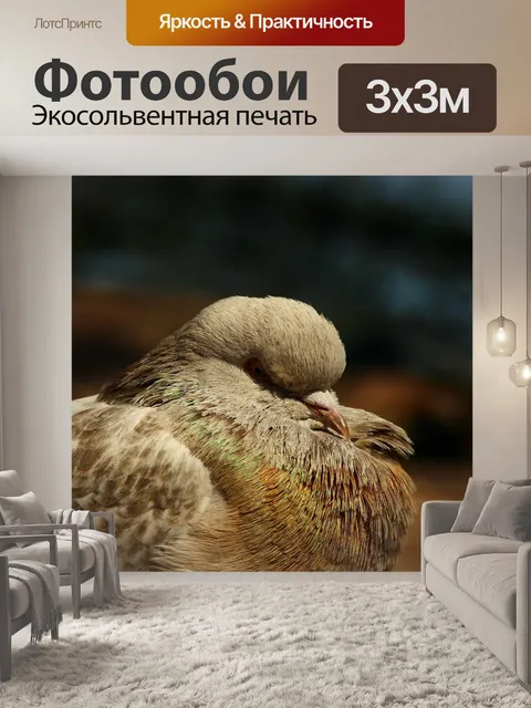 Фотообои Голубь
