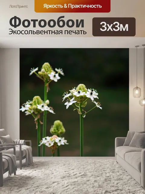 Фотообои цветы орнитогалума на длинных стеблях