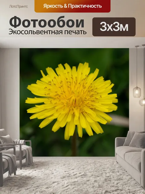 Фотообои Одуванчик