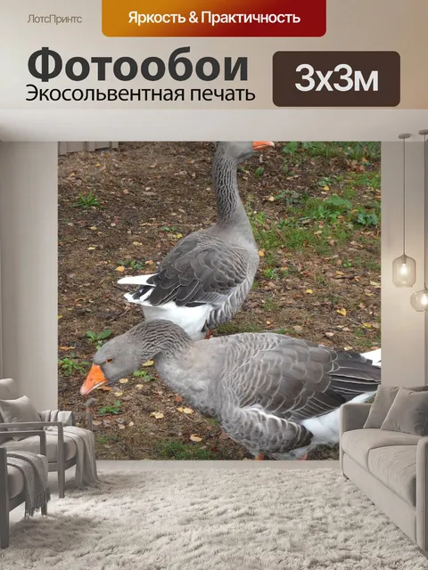 Фотообои Гуси