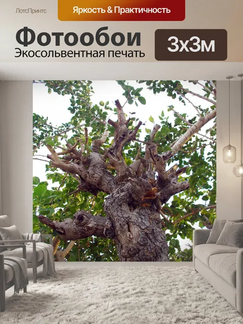 Фотообои Pruned дерева