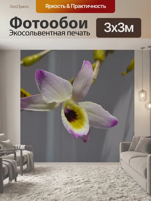 Фотообои Орхидея