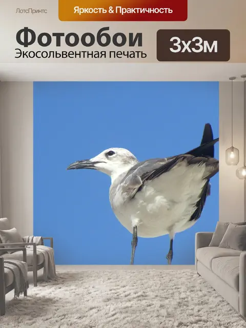 Фотообои Птица