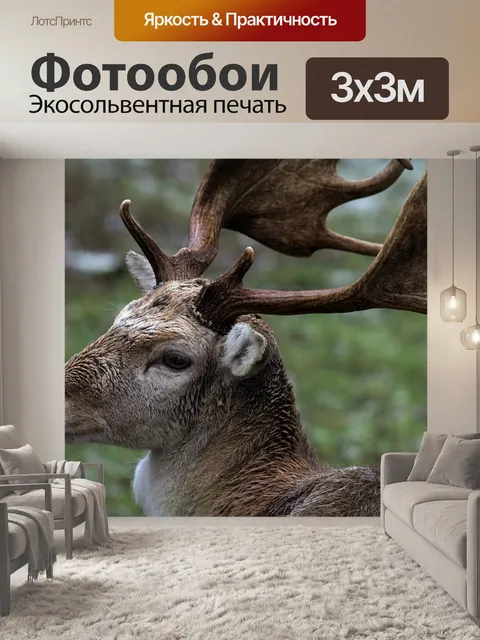 Фотообои Лес