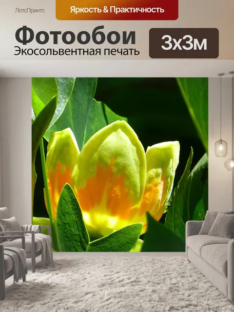 Фотообои Тюльпанное дерево