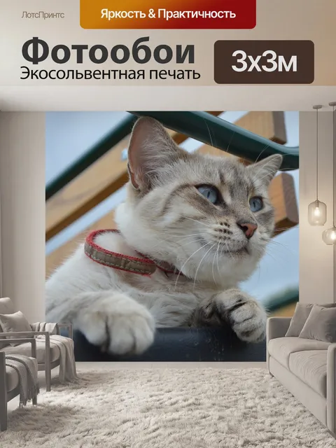 Фотообои Кошка