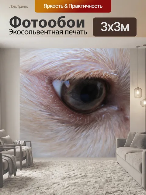 Фотообои Собака глаз