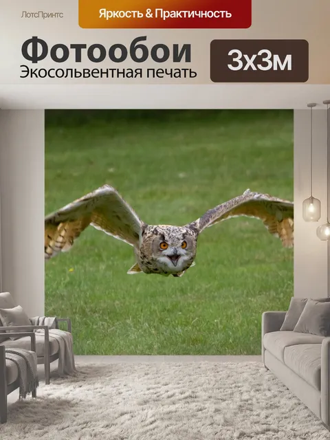 Фотообои Сова