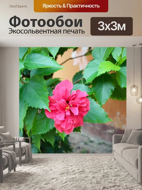 Фотообои Орхидеи