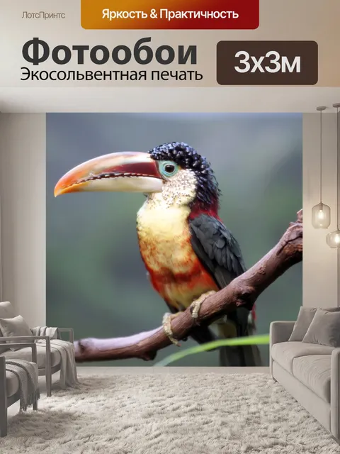 Фотообои Тукан птица в зоопарке