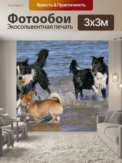 Фотообои Бордер-колли