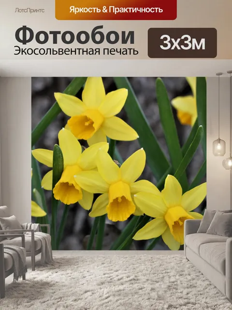 Фотообои Желтые мини нарциссы крупным планом