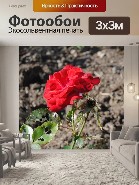 Фотообои Природа