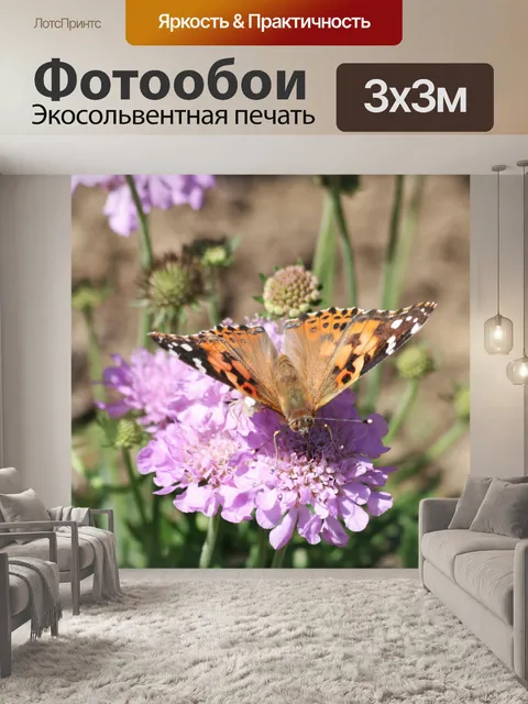 Фотообои Американская леди бабочка на цветке 3