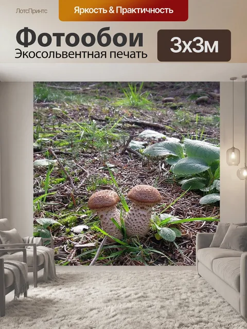 Фотообои Грибы