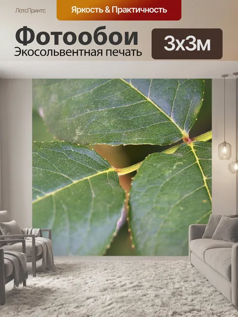 Фотообои Листья розы