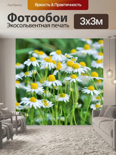 Фотообои Маргаритки