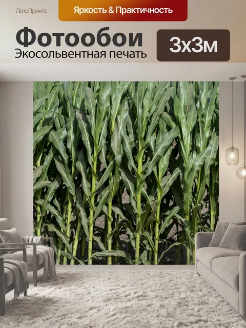 Фотообои стебли кукурузы