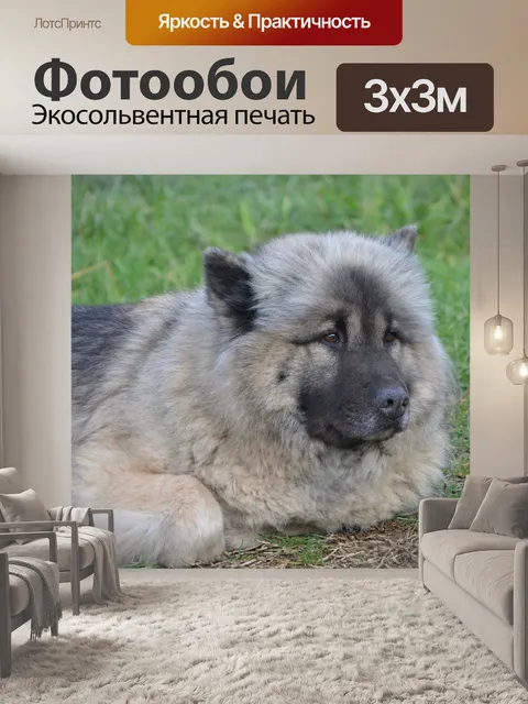 Фотообои Собака