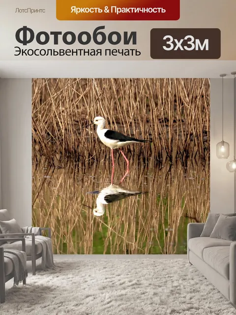 Фотообои Птицы