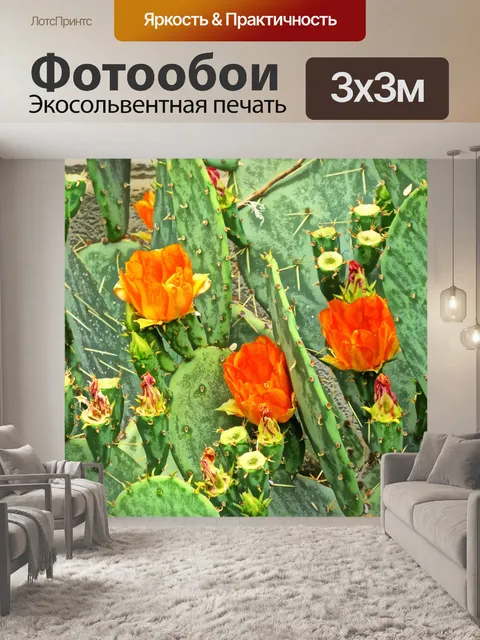 Фотообои Оранжевые цветы кактусов