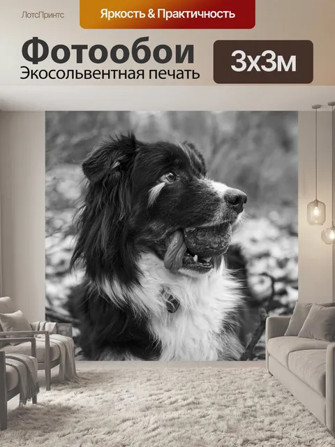 Фотообои Собака