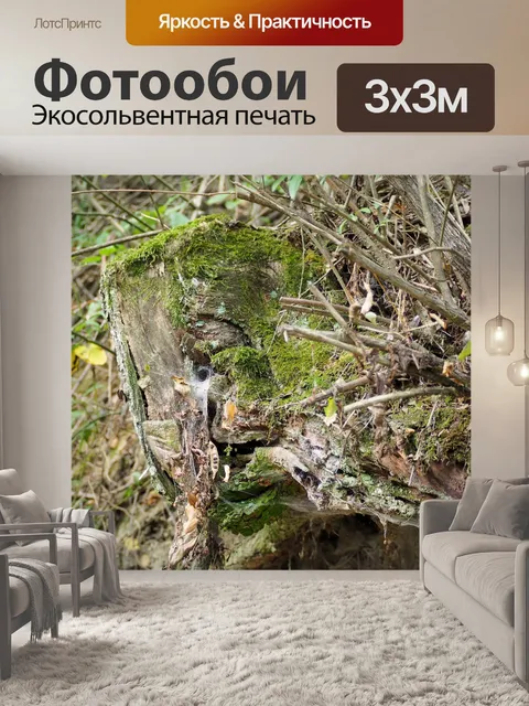 Фотообои Мох