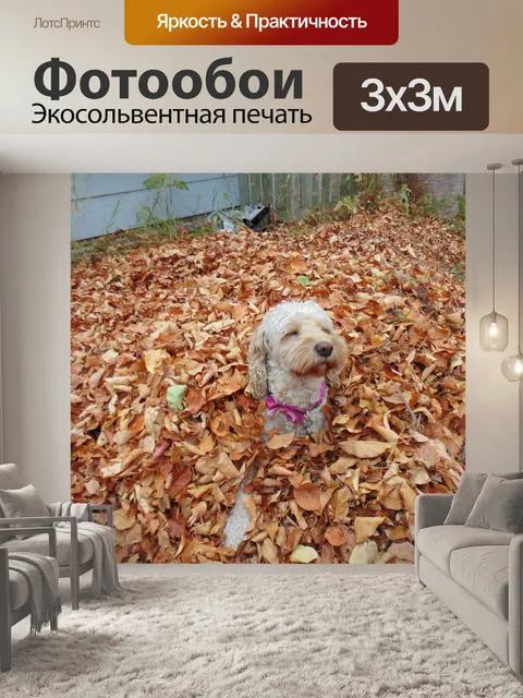 Фотообои Собаки
